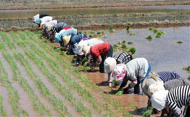 中稻几月播种几月收获，如何防治中稻病虫害