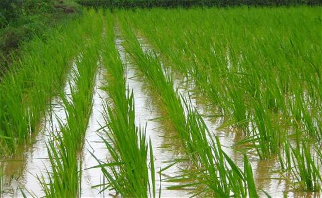 中稻几月播种几月收获，如何防治中稻病虫害