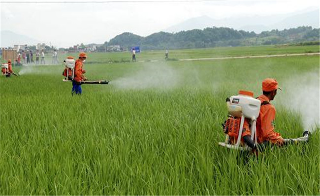 水稻钻心虫防治时间 水稻钻心虫用什么农药较好