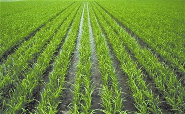 杂交水稻的株距行距是多少？杂交水稻种植技术