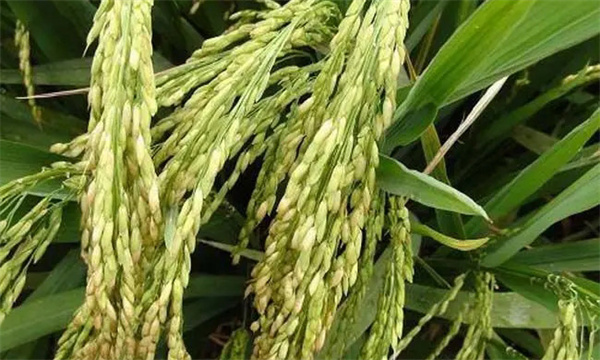 如何鉴别水稻种子质量 北方稻种能引种到南方吗 如何鉴别水稻种子质量 北方稻种能引种到南方吗