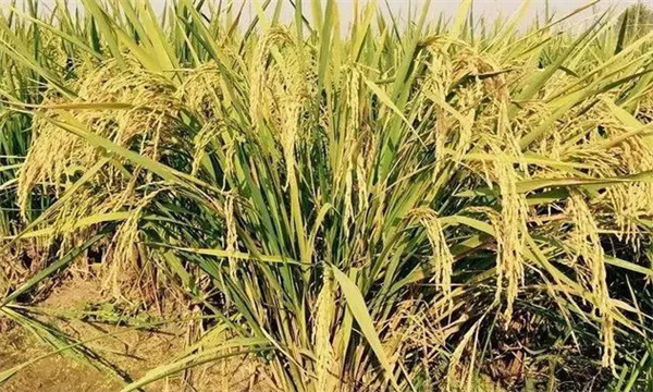 常规稻能自己留种吗？它与无公害水稻有何不同