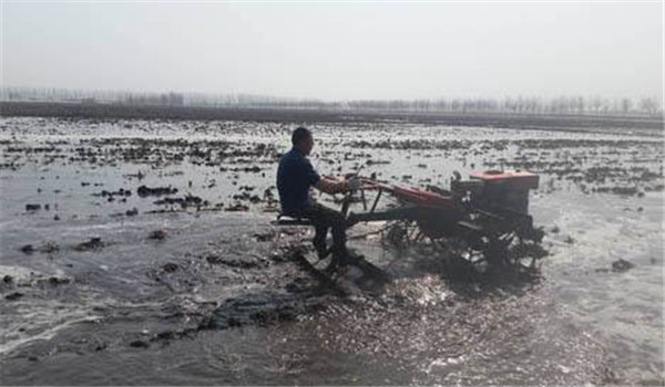 水稻直播高产栽培技术：水直播的四个要点