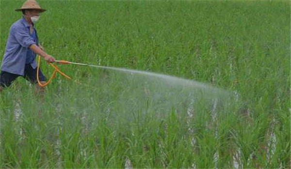 水稻直播高产栽培技术：水直播的四个要点