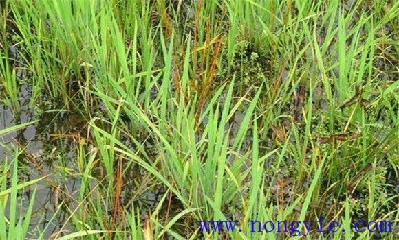 水稻大田除草剂的施用方法及药害的补救措施 水稻大田除草剂的施用方法及药害的补救措施