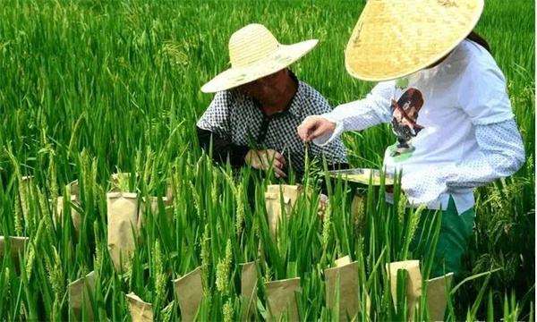 杂交水稻能留种吗？如何使水稻制种的花期相遇
