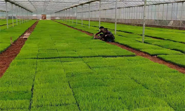 水稻工厂化育秧如何催芽出苗 为什么要进行炼苗