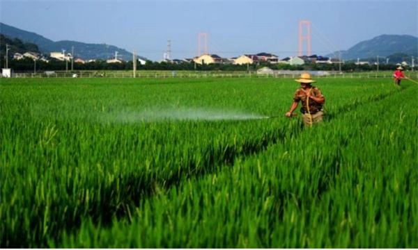 什么是水稻有害生物的综合防治 防治原则是什么
