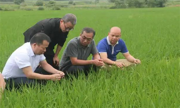 什么是水稻有害生物的综合防治 防治原则是什么