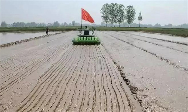 怎样确定优质水稻直播的播种期和播种量？