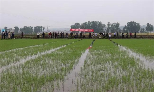 什么是优质水稻直播技术，有哪些优缺点？