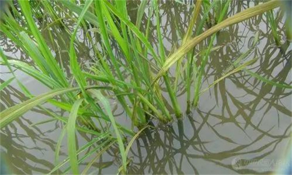 什么是水稻发僵？水稻缺磷、钾引起发僵的防治