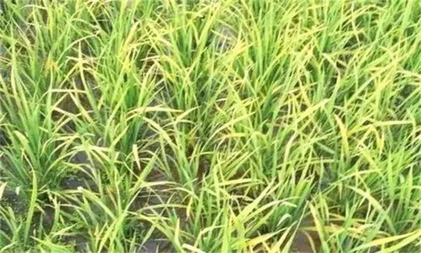 如何判断水稻缺氮 如何通过施用氮肥提高稻米品