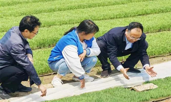 如何处理搁田与治虫的关系，怎样保护稻田蜘蛛