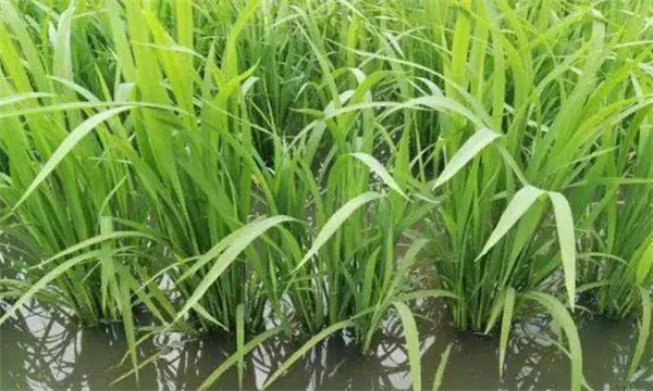 什么是叶龄诊断技术 如何识别水稻的叶龄?