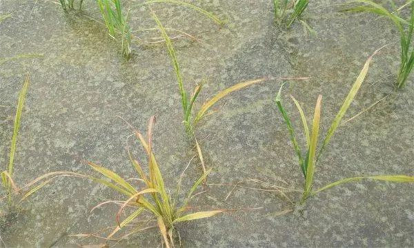 为什么会出现水稻烂种、烂芽、烂秧和死苗现象