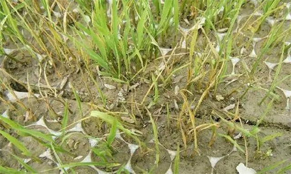 为什么会出现水稻烂种、烂芽、烂秧和死苗现象