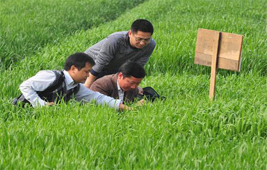 小麦湿害有哪些症状和危害?