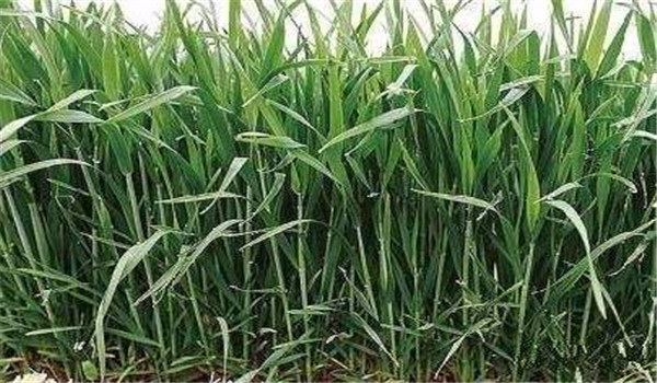 小麦拔节孕穗期的田间管理应主攻什么?