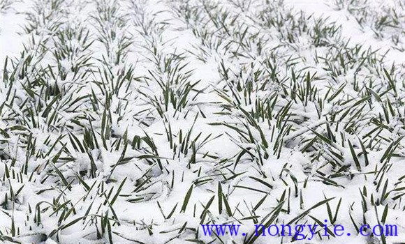 小麦冻害分级标准 如何提前预防小麦冻害发生