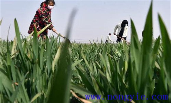 小麦白粉病防治时间 小麦白粉病怎么防治
