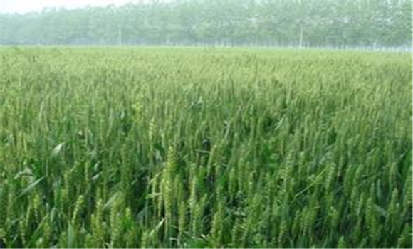 小麦除草剂什么时候打好 小麦除草剂有哪些品种