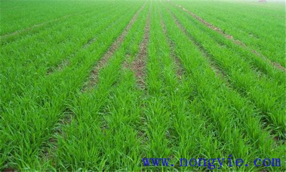 小麦除草剂什么时候打好 小麦除草剂有哪些品种
