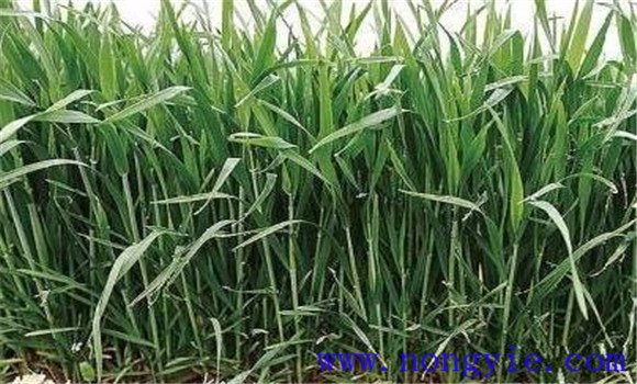 小麦拔节期是什么时候 小麦拔节期管理技术要点