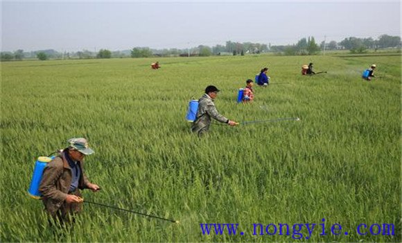 小麦赤霉病防治最佳期 小麦赤霉病用什么药防治