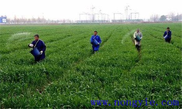 小麦拔节是什么意思 小麦拔节肥什么时候施