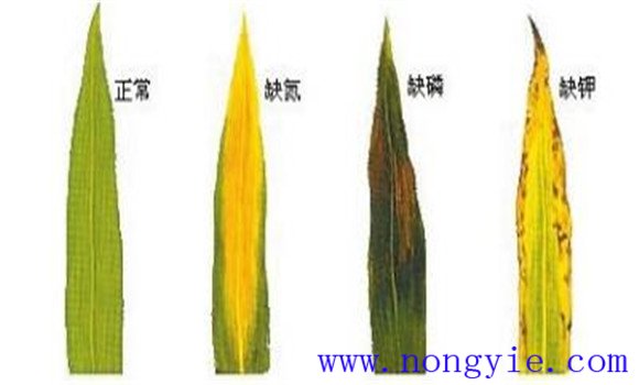小麦缺素症状的表现 小麦缺素症的补救措施有哪