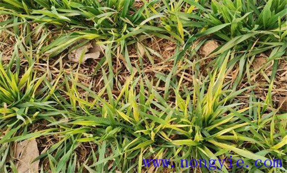 小麦土传花叶病传播途径、发生原因和防治方法