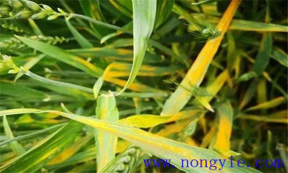 小麦苗期常见病虫害的防治技术要点