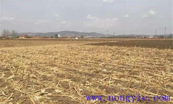 小麦秸秆还田好处及小麦秸杆还田应注意事项