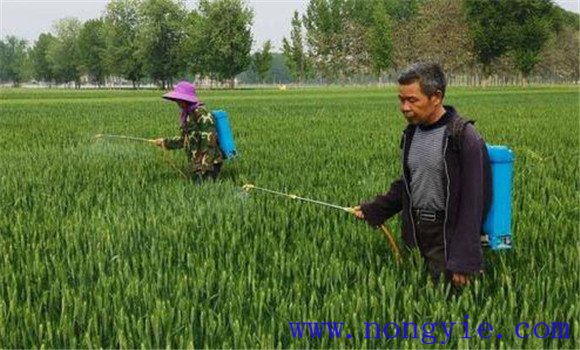 小麦灌浆期的管理措施有哪些？