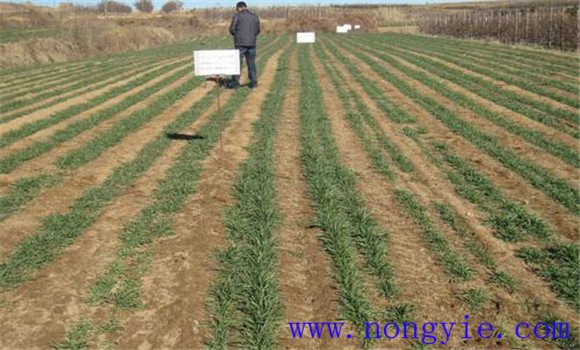 冬小麦的田间管理技术要点 冬小麦的田间管理技术要点