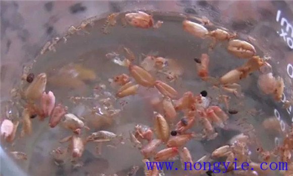 小麦用磷硼混合液浸种为什么能增产，怎样浸种