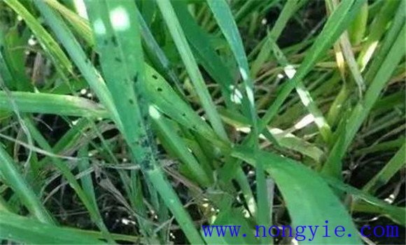 小麦蚜虫的危害特征 如何防治小麦蚜虫(腻虫)