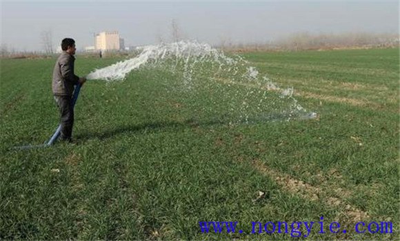 小麦冬灌时间是什么时候？小麦浇冬水的作用