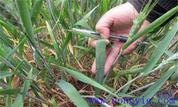 小麦吸浆虫发生特点及防治技术与方法