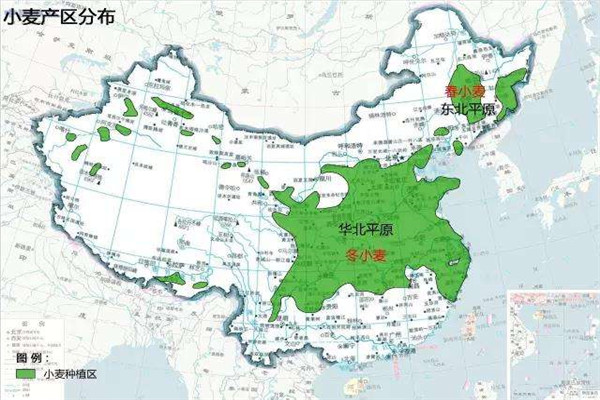 春小麦什么时候播种 春小麦和冬小麦有什么区别