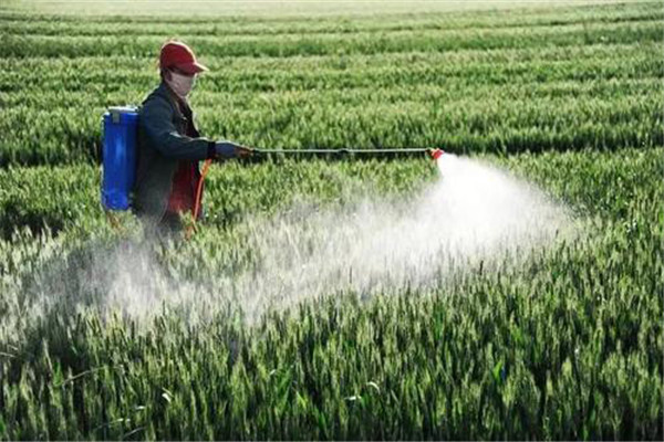 小麦发黄死苗如何防治,一亩小麦用多少芸苔素 小麦发黄死苗如何防治,一亩小麦用多少芸苔素