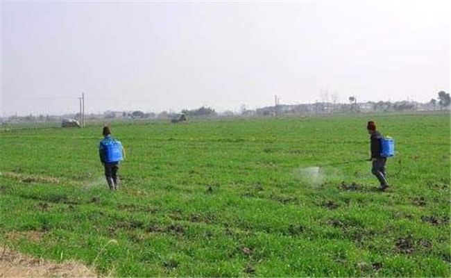 除草剂什么时间喷洒 小麦除草剂喷多长时间见效