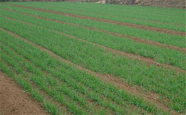 麦田杂草需用什么除草剂 除草剂产生药害怎么办