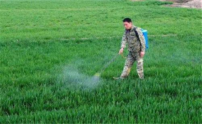 麦田杂草需用什么除草剂 除草剂产生药害怎么办
