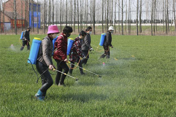 小麦田除草剂有哪些 小麦使用除草剂要注意什么