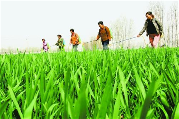小麦叶面肥的喷施方法及需注意事项