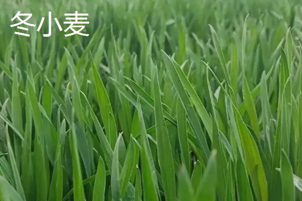冬小麦主要分布在哪里 什么时候播种何时收获