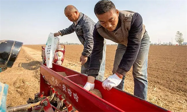 什么是精量播种技术 小麦精量半精量播种要求