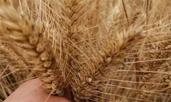 小麦后期管理技术措施有哪些？